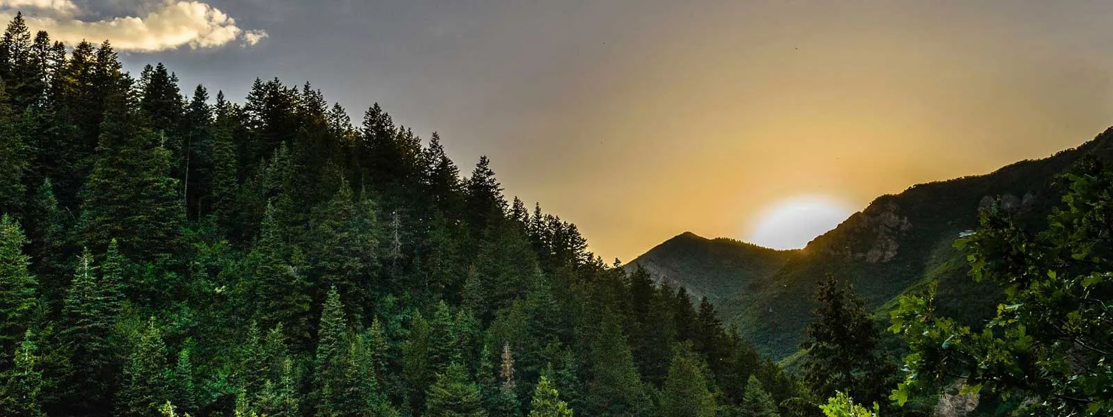 home page sustainability- forest